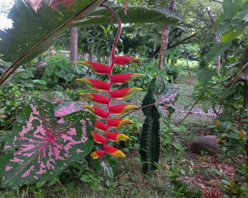 colorful tropical fruits arrangement